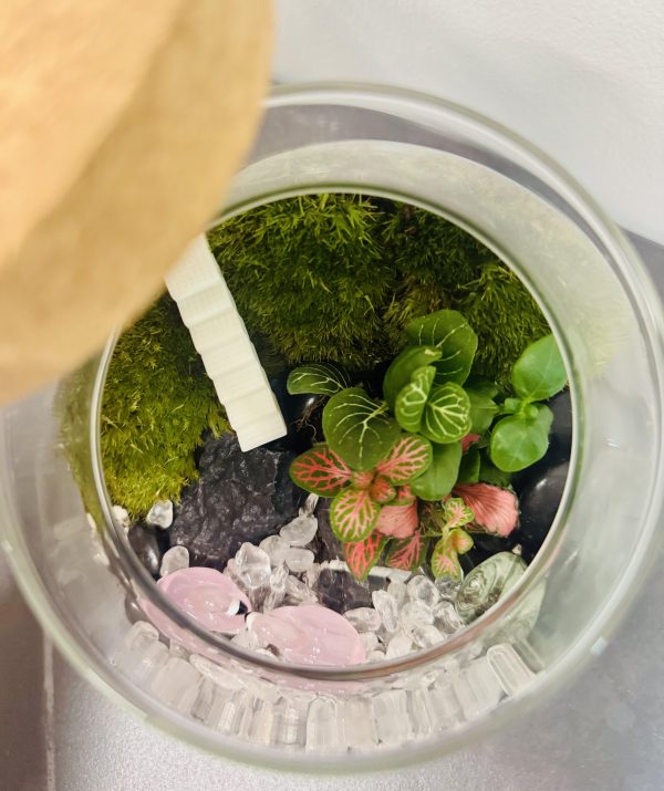 Live Holland Moss Terrarium - Image 2