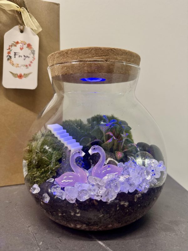 Live Holland Moss Terrarium - Image 3