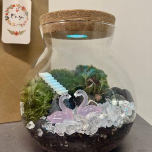 Live Holland Moss Terrarium