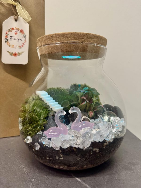 Live Holland Moss Terrarium