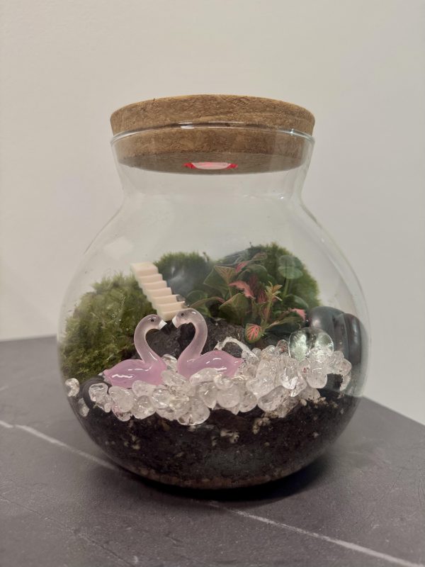 Live Holland Moss Terrarium - Image 4