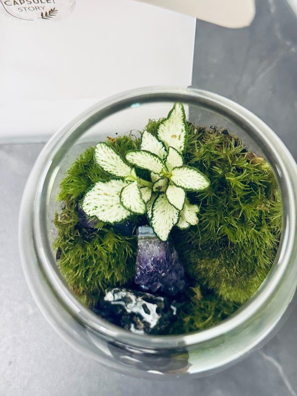 Moss Terrarium - Image 4