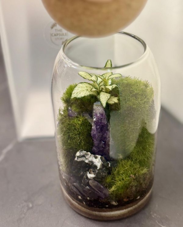 Moss Terrarium - Image 2